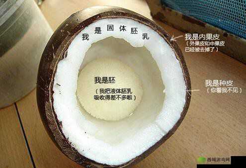 风暴岛手游椰果攻击技巧全面解析 掌握椰果的最佳使用方法