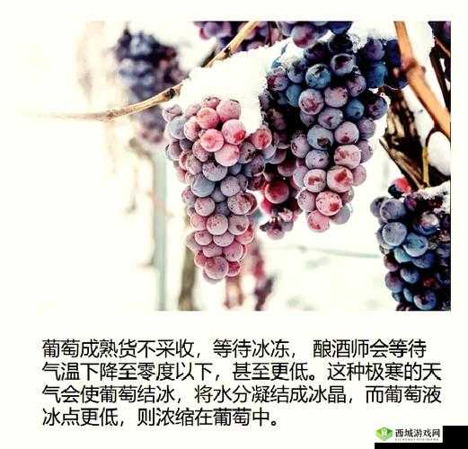 将葡萄放在小洞里榨汁后如何更好地收集汁液呢