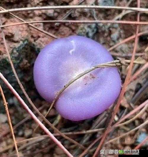 紫色蘑菇根粗大，能吃吗？为何迟迟不被收入？